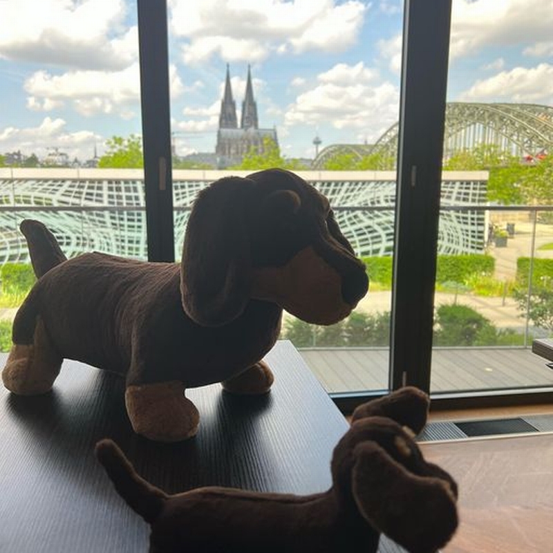 Zwei plüschhunde werden mit dem Kölner Dom im Hintergrund fotografiert